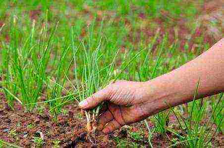 how to grow onions at home from seeds