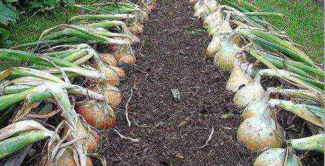 how to grow onions at home from seeds