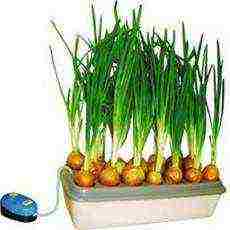 how to grow onions at home in water