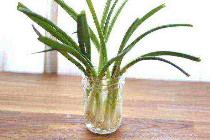 how to grow onions at home in water