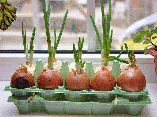 how to grow onions at home in water