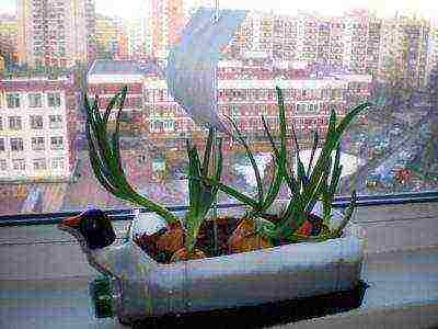 how to grow onions at home in water