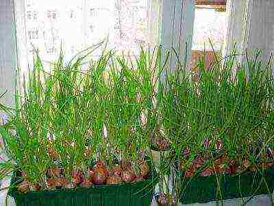 how to grow onions at home in water