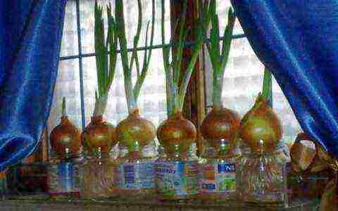 how to grow onions at home in water