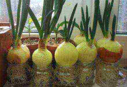 how to grow onions at home in water