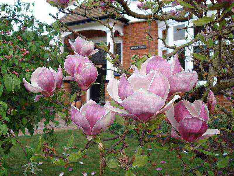 how to grow magnolia at home