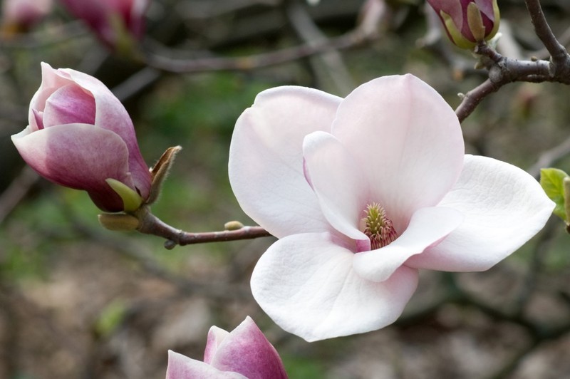 how to grow magnolia at home