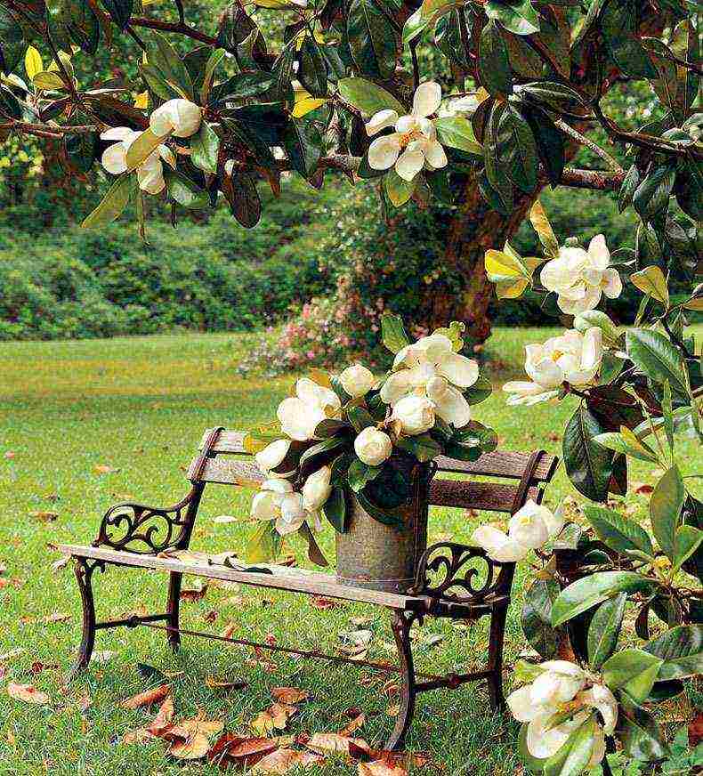 how to grow magnolia at home