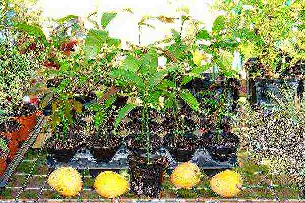 how to grow mango at home