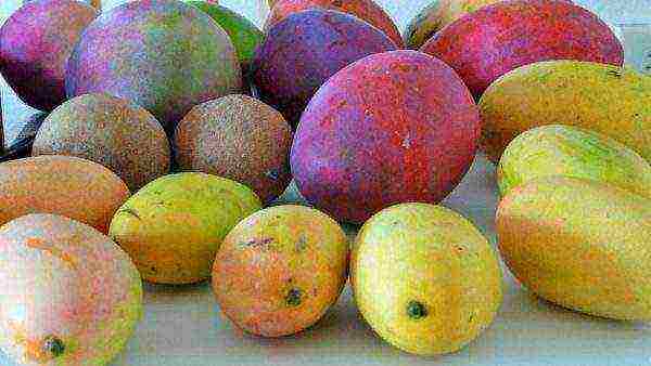 how to grow mango at home