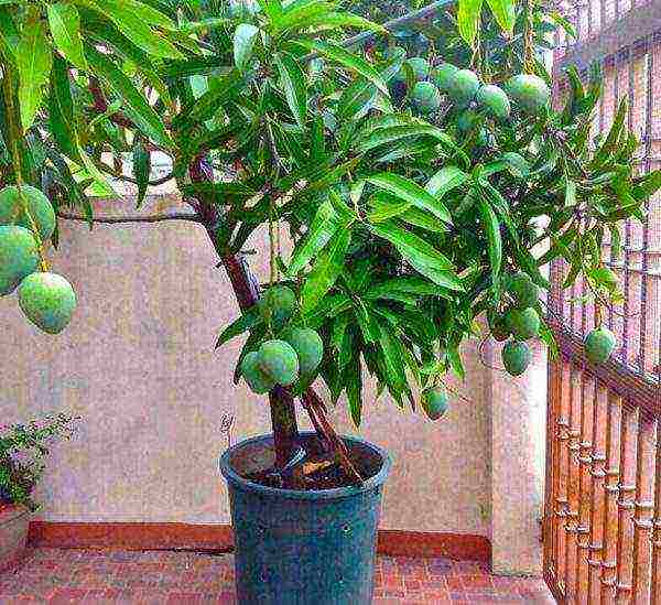 how to grow mango at home