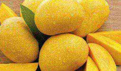 how to grow mango at home