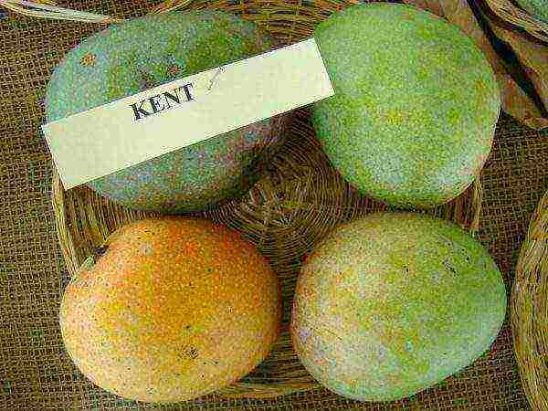 how to grow mango at home