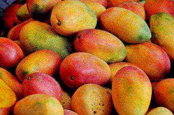 how to grow mango at home