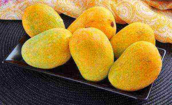 how to grow mango at home