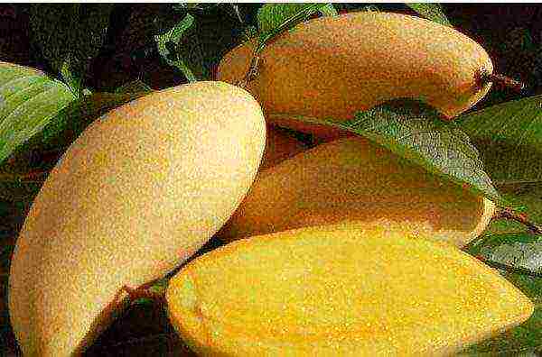 how to grow mango at home