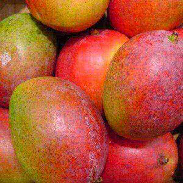 how to grow mango at home