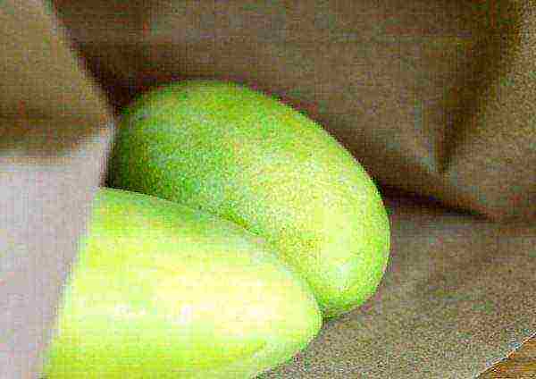 how to grow mango at home