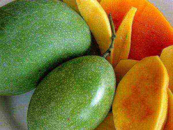 how to grow mango at home