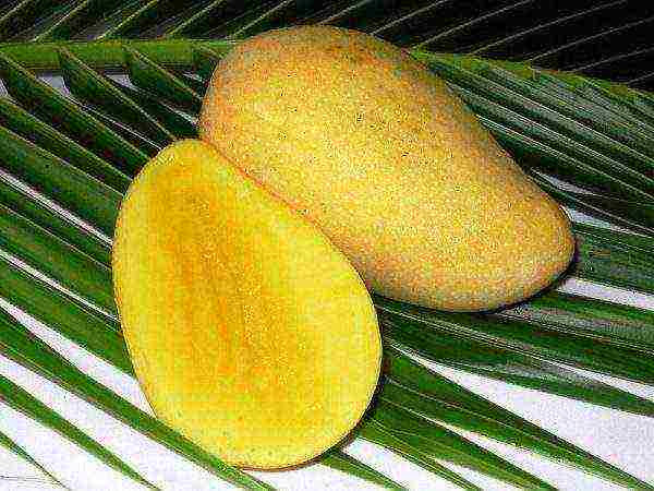 kung paano palaguin ang mangga sa bahay