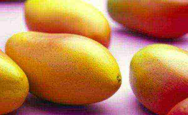 how to grow mango at home