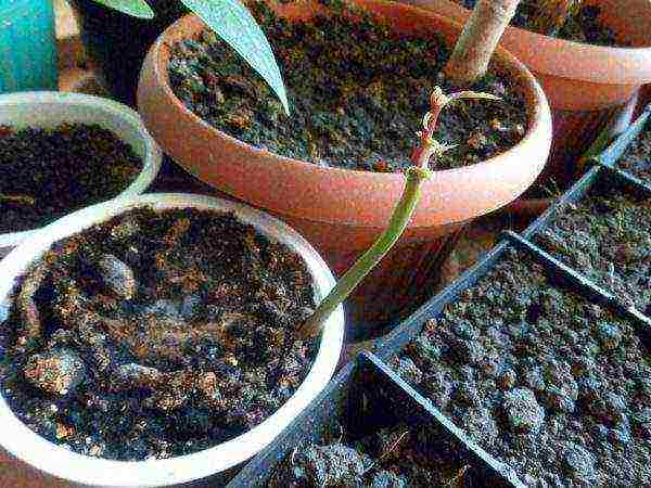 how to grow mango at home