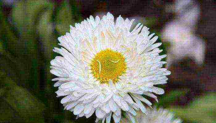 how to grow daisies at home