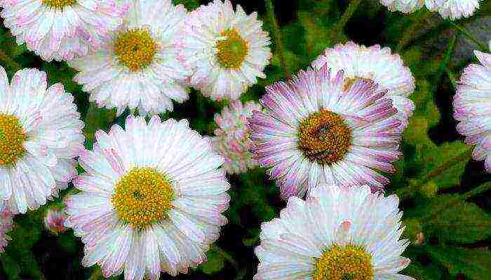 how to grow daisies at home