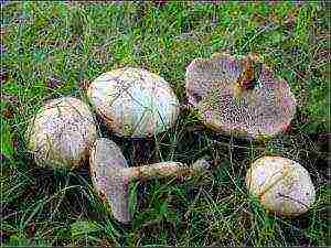 how to grow boletus at home