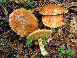 how to grow boletus at home