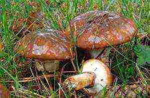 how to grow boletus at home