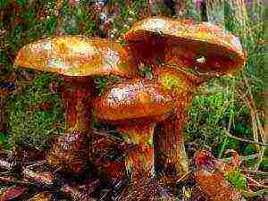 how to grow boletus at home