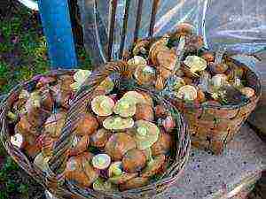 kung paano palaguin ang boletus sa bahay