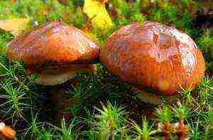 how to grow boletus at home