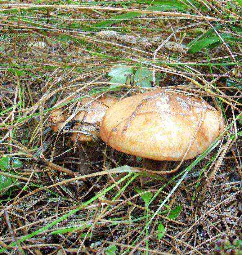 how to grow boletus at home