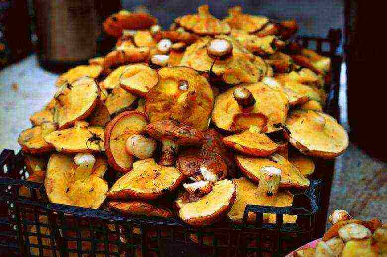 kung paano palaguin ang boletus sa bahay