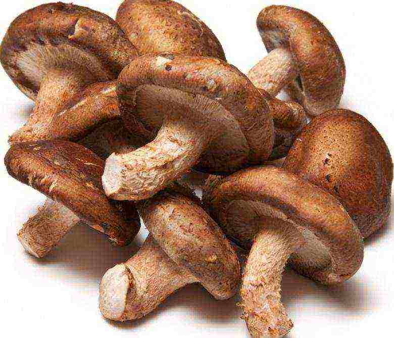 how to grow boletus at home