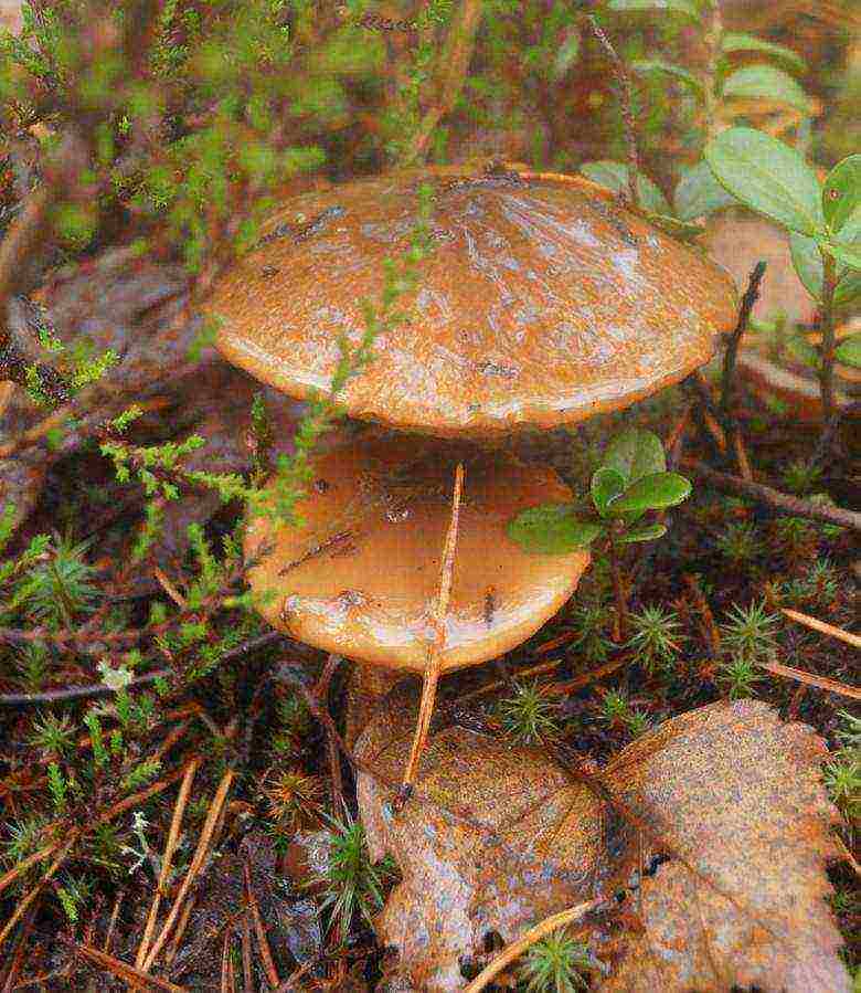 how to grow boletus at home