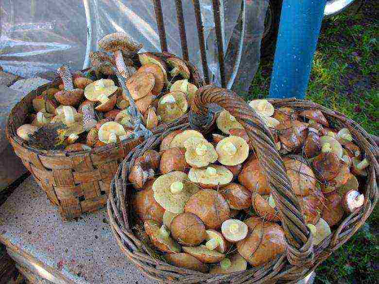 how to grow boletus at home