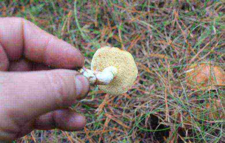 kung paano palaguin ang boletus sa bahay