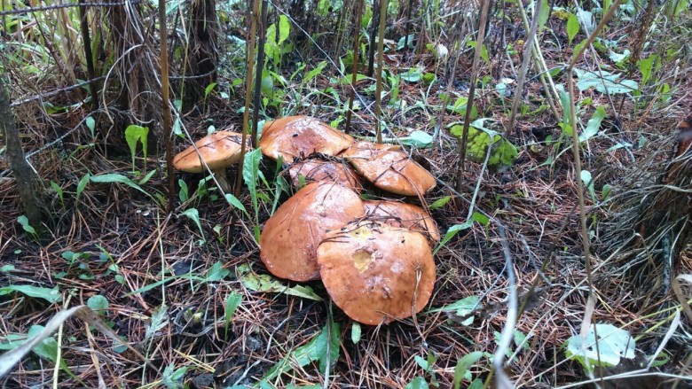 how to grow boletus at home