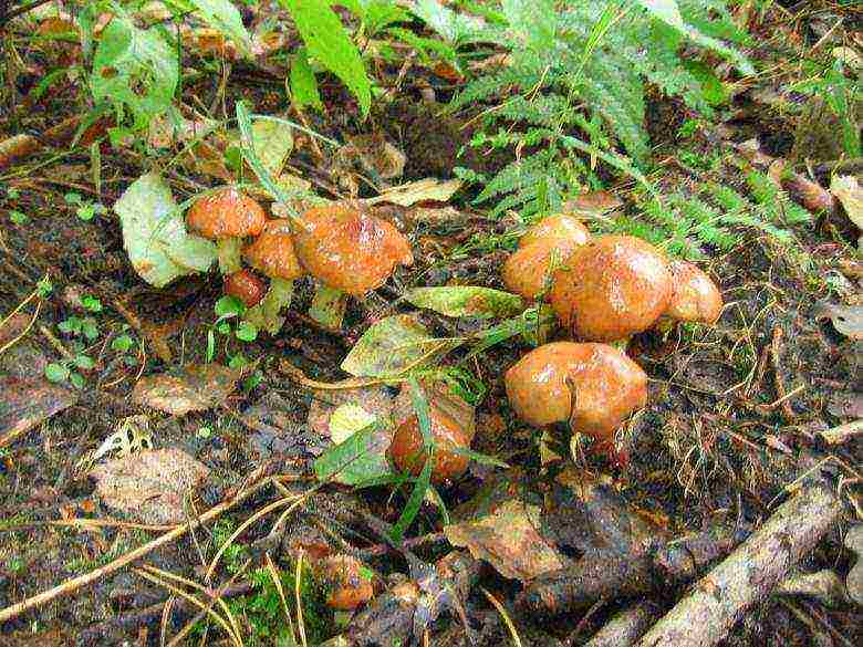 how to grow boletus at home