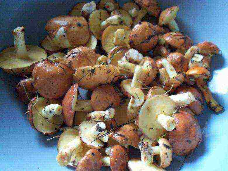 how to grow boletus at home