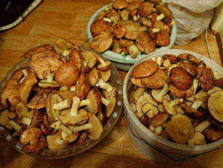 how to grow boletus at home