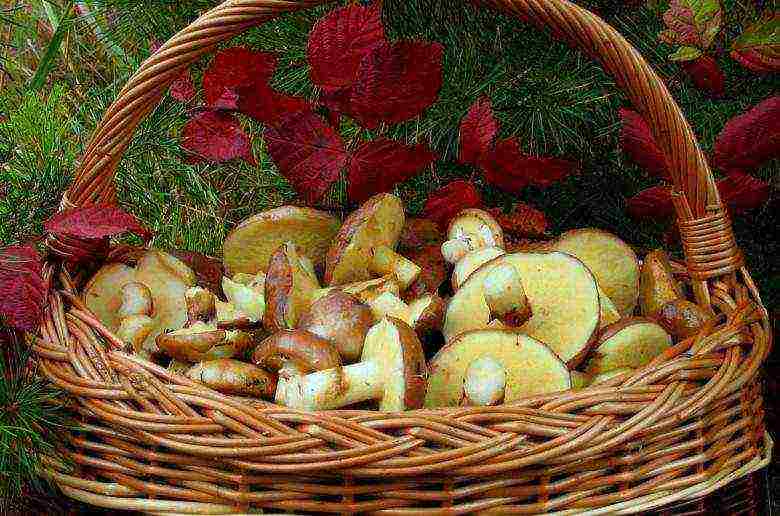 how to grow boletus at home