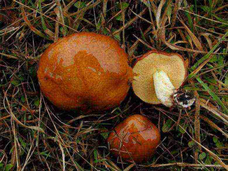 how to grow boletus at home