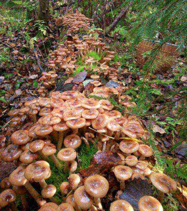 how to grow boletus at home