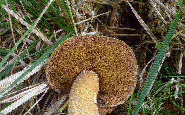 how to grow boletus at home