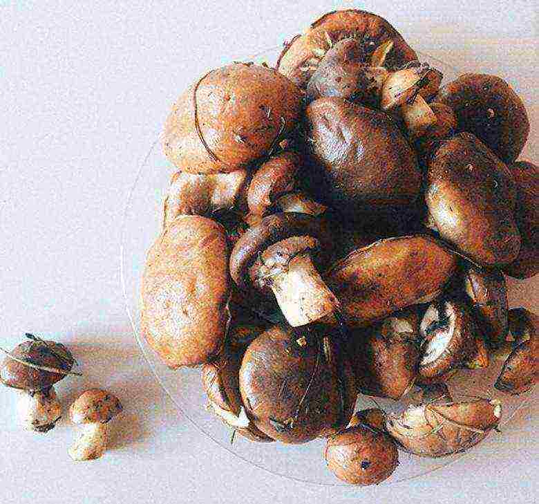 how to grow boletus at home