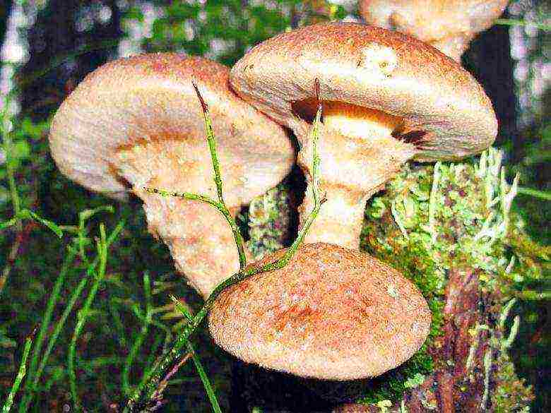 how to grow boletus at home